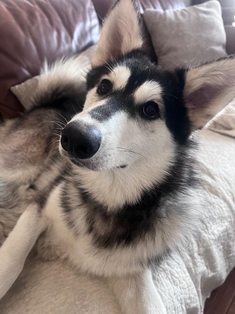 Marshmellow, Adoptable, Young Male Husky.