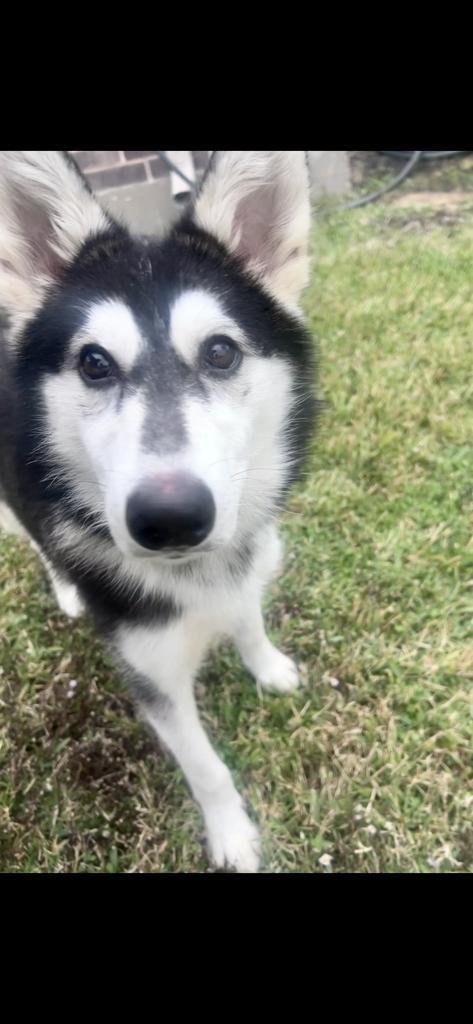 Enlarge Marshmellow, a Adoptable mixed breed in Spring, TX image 2/6