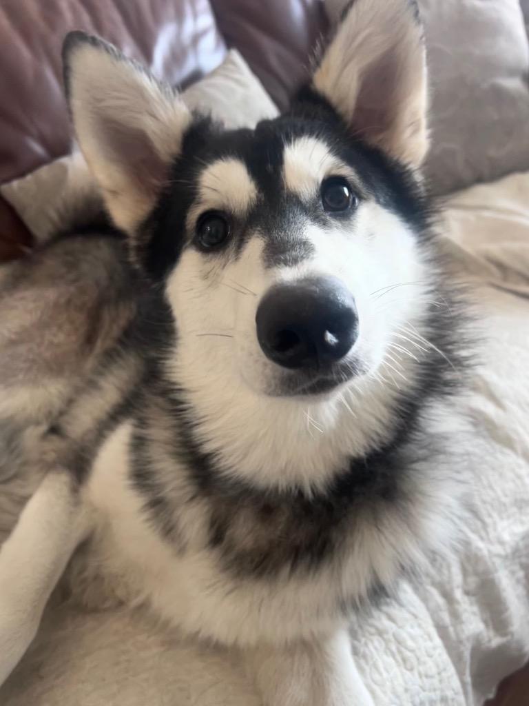 Enlarge Marshmellow, a Adoptable Husky in Spring, TX image 3/6