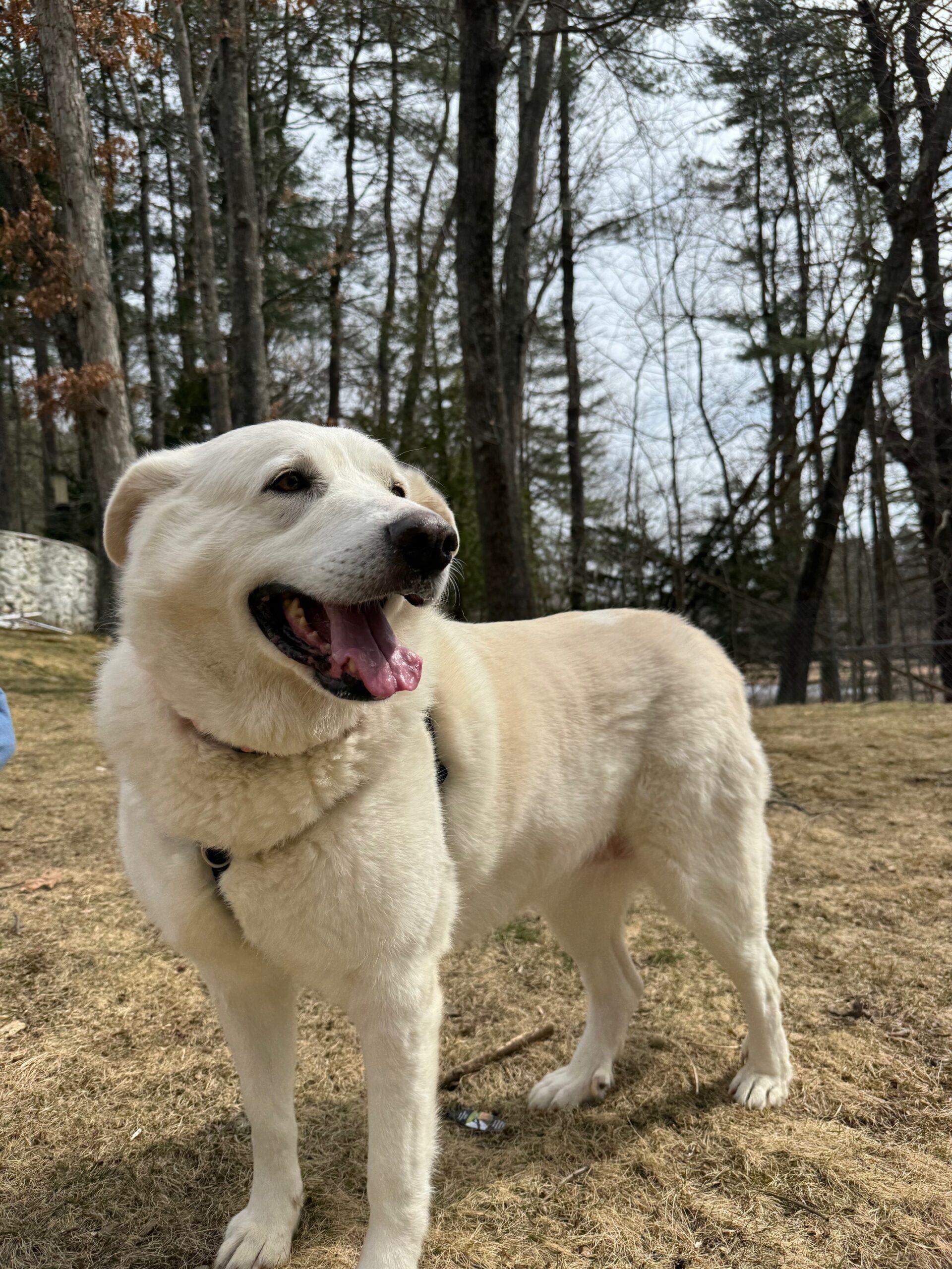 Enlarge Big Bertha, a ADOPTABLE mixed breed in Hudson, MA image 3/6