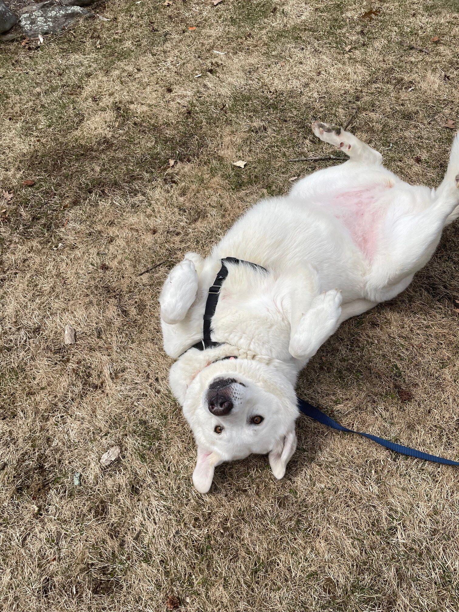Enlarge Big Bertha, a ADOPTABLE mixed breed in Hudson, MA image 6/6