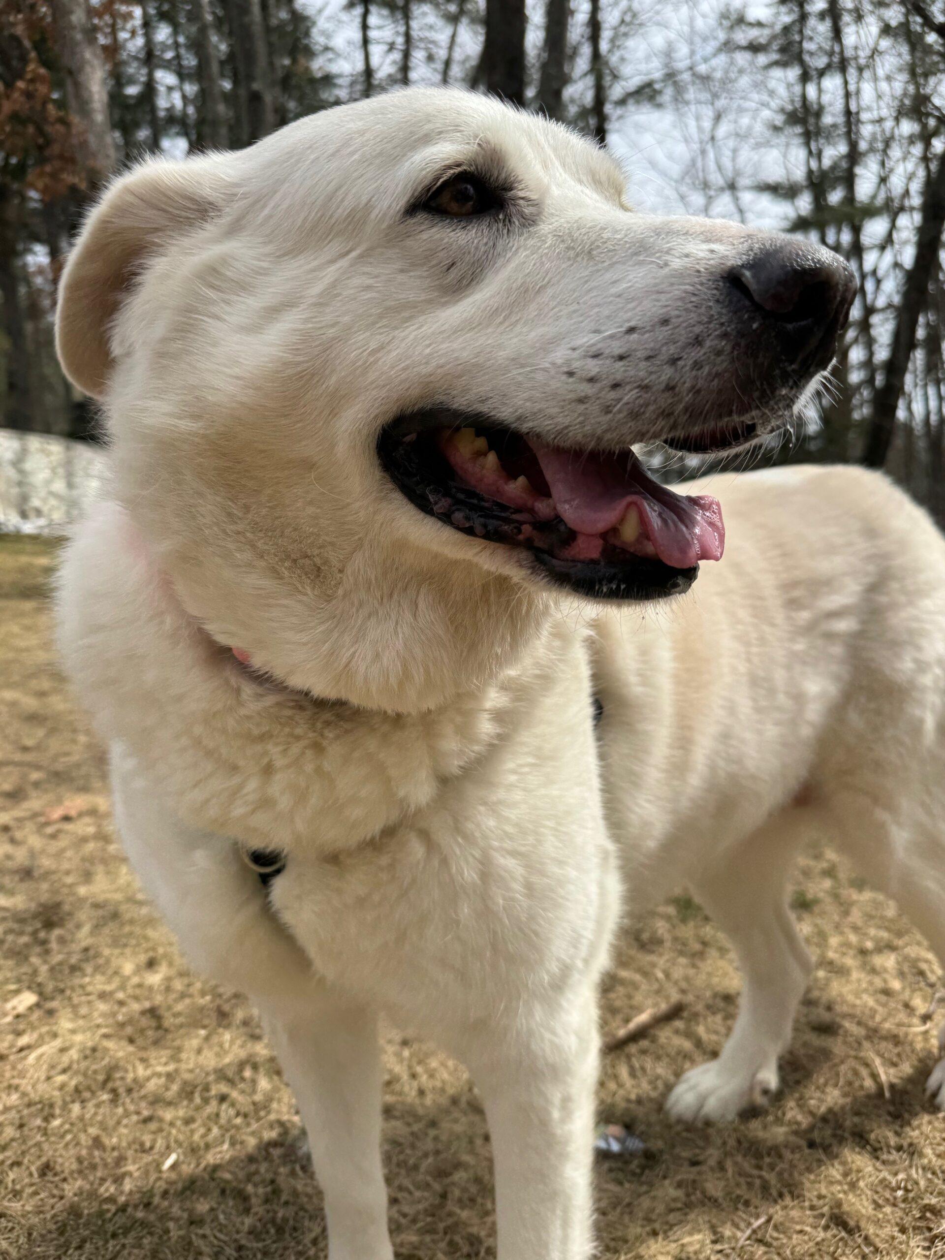 Big Bertha, ADOPTABLE, Senior Female Great Pyrenees.