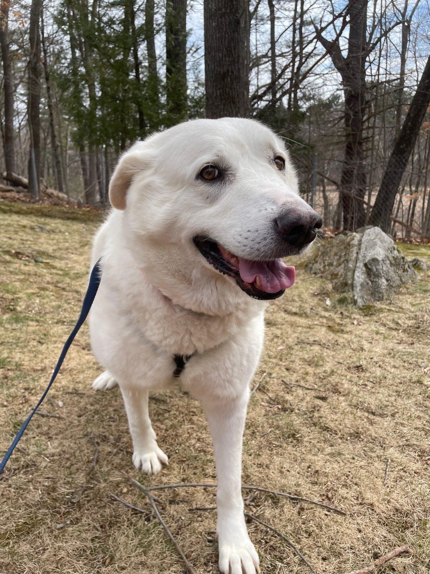 Enlarge Big Bertha, a ADOPTABLE mixed breed in Hudson, MA image 5/6