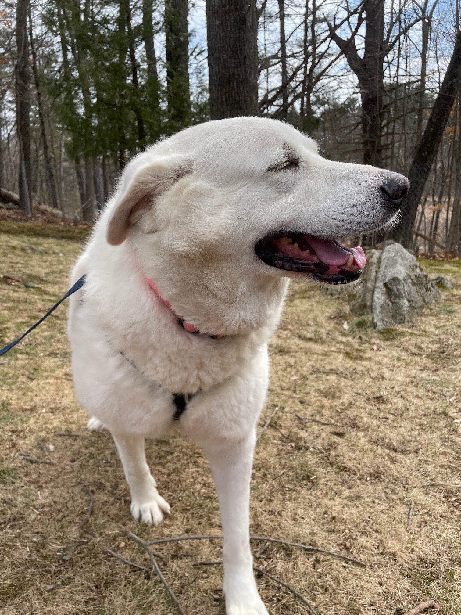 Enlarge Big Bertha, a ADOPTABLE mixed breed in Hudson, MA image 4/6