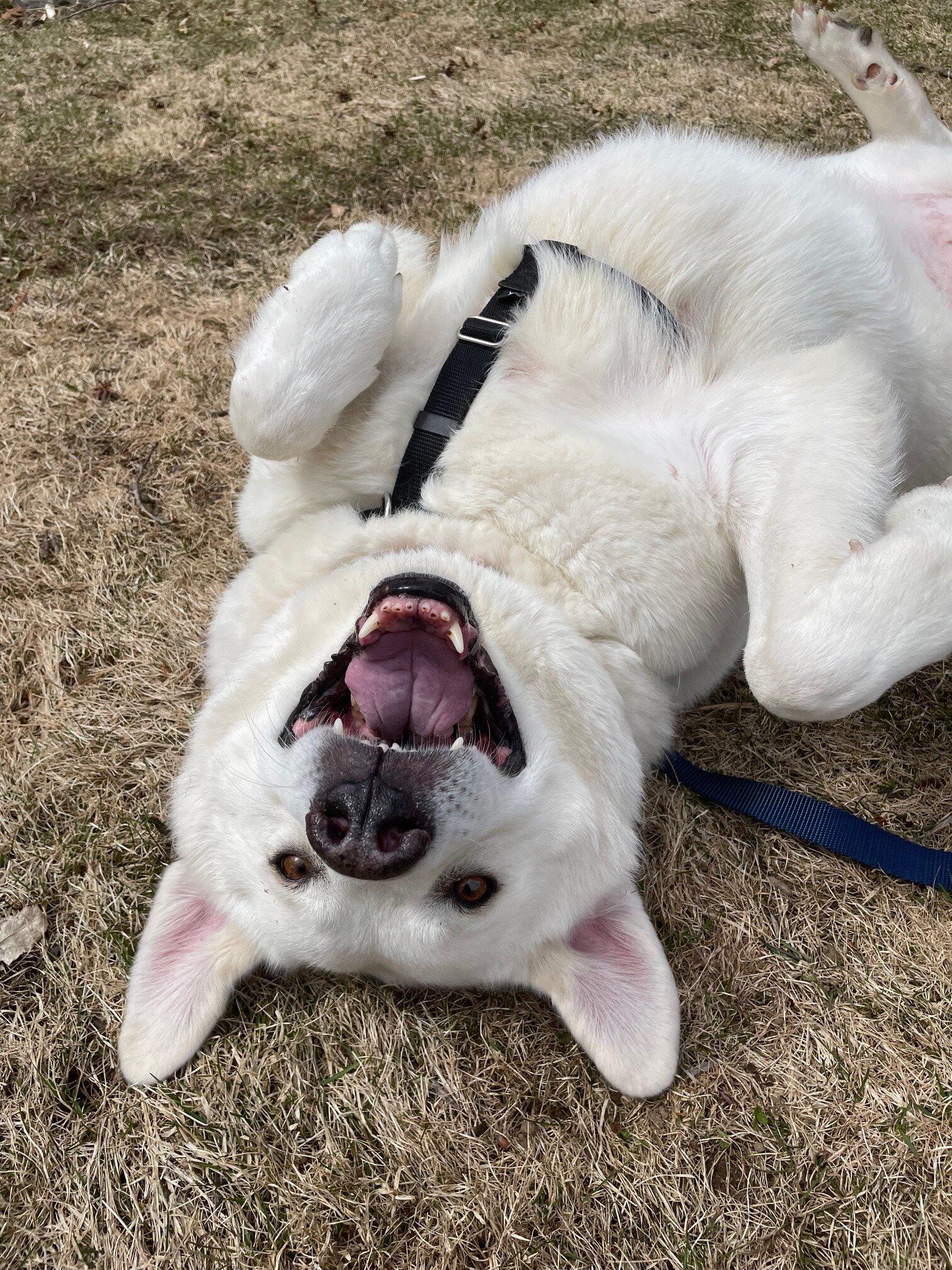 Enlarge Big Bertha, a ADOPTABLE mixed breed in Hudson, MA image 2/6