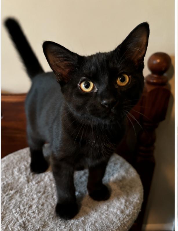 Moxie, a ADOPTABLE Domestic Short Hair in Mississauga, ON image 2/3