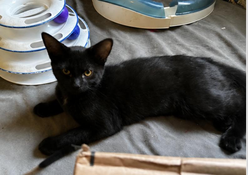 Moxie, a ADOPTABLE Domestic Short Hair in Mississauga, ON image 3/3