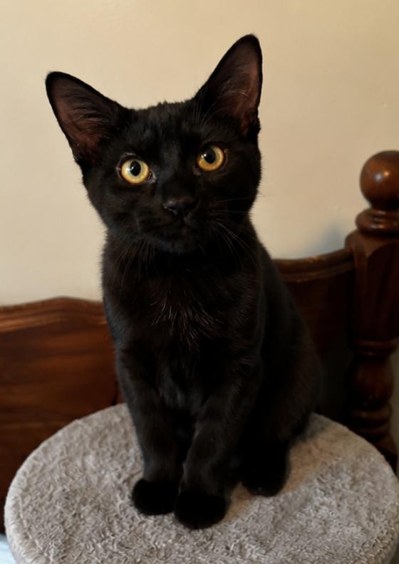Moxie, ADOPTABLE, Kitten Female Domestic Short Hair.