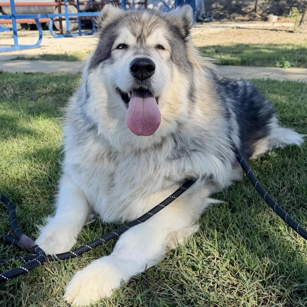 Paris Hilton, Adoptable, Adult Female Alaskan Malamute & Husky.