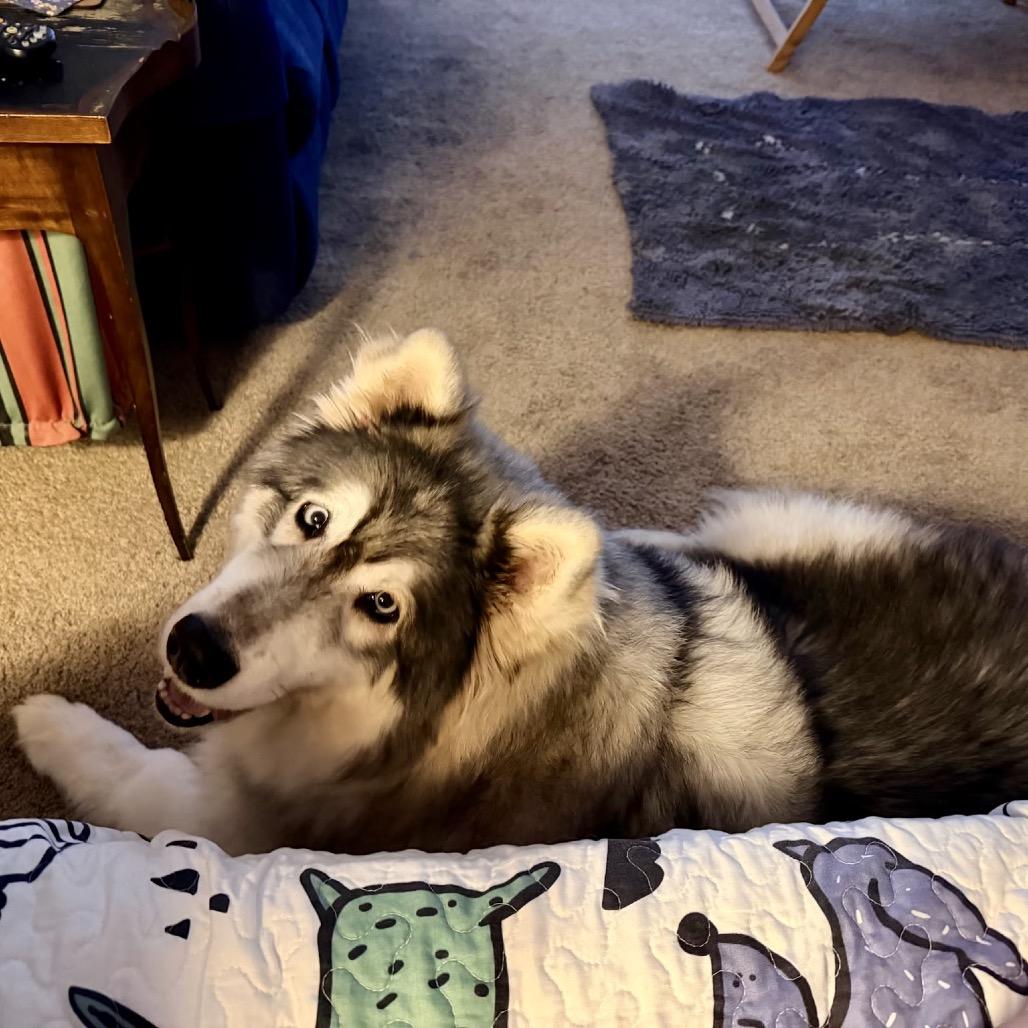 Enlarge Paris Hilton, a Adoptable mixed breed in Sonoma, CA image 3/6