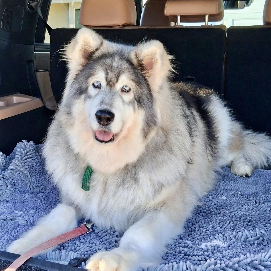 Enlarge Paris Hilton, a Adoptable mixed breed in Sonoma, CA image 4/6