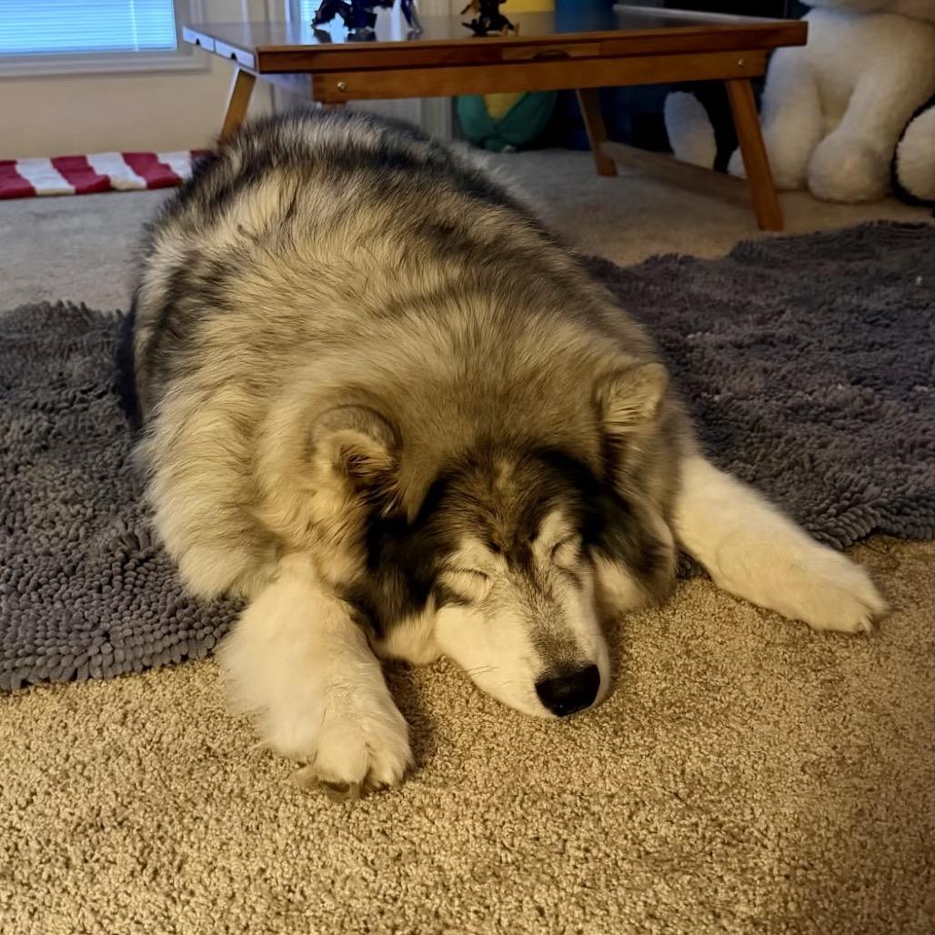 Enlarge Paris Hilton, a Adoptable mixed breed in Sonoma, CA image 6/6