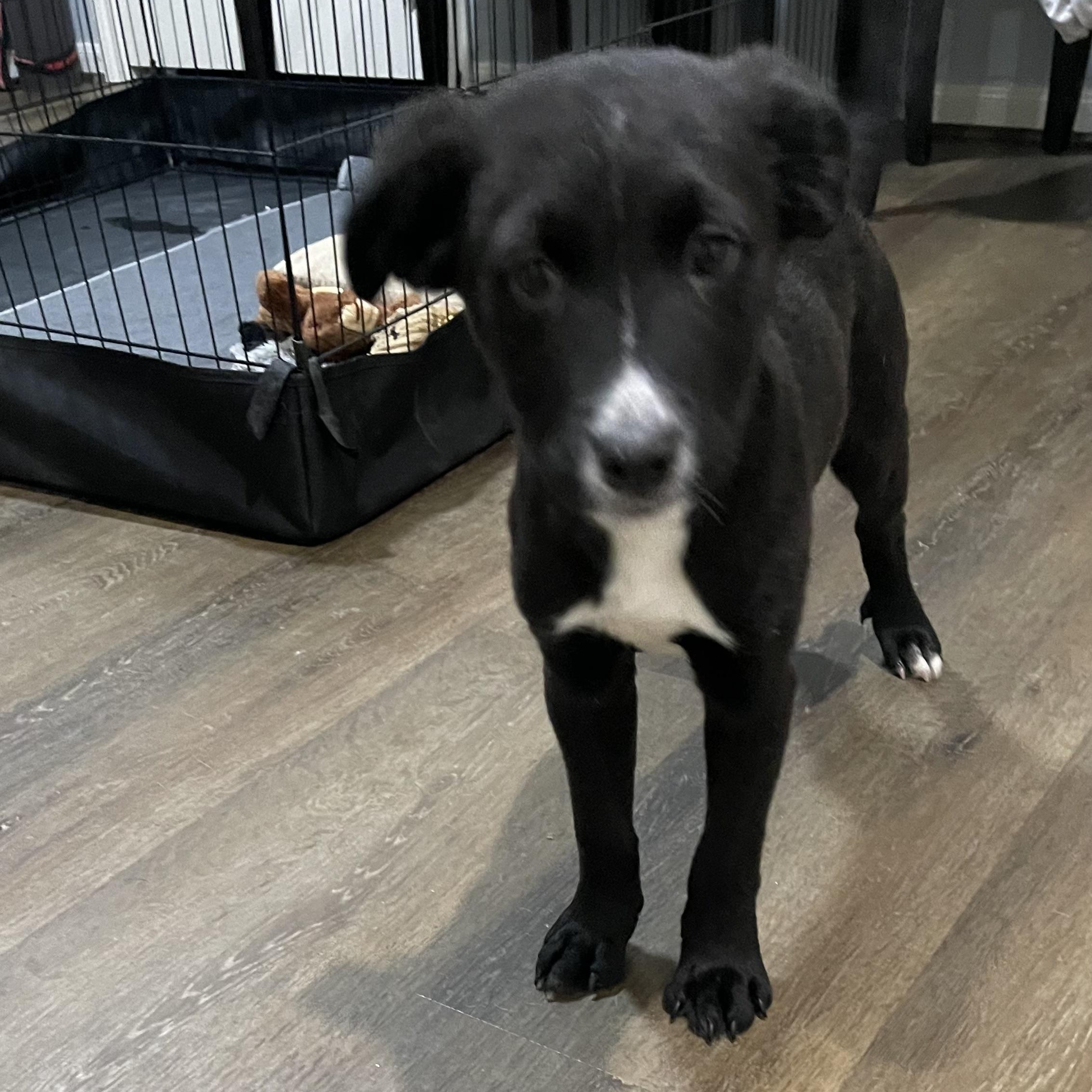 Cello — thumbnail 2