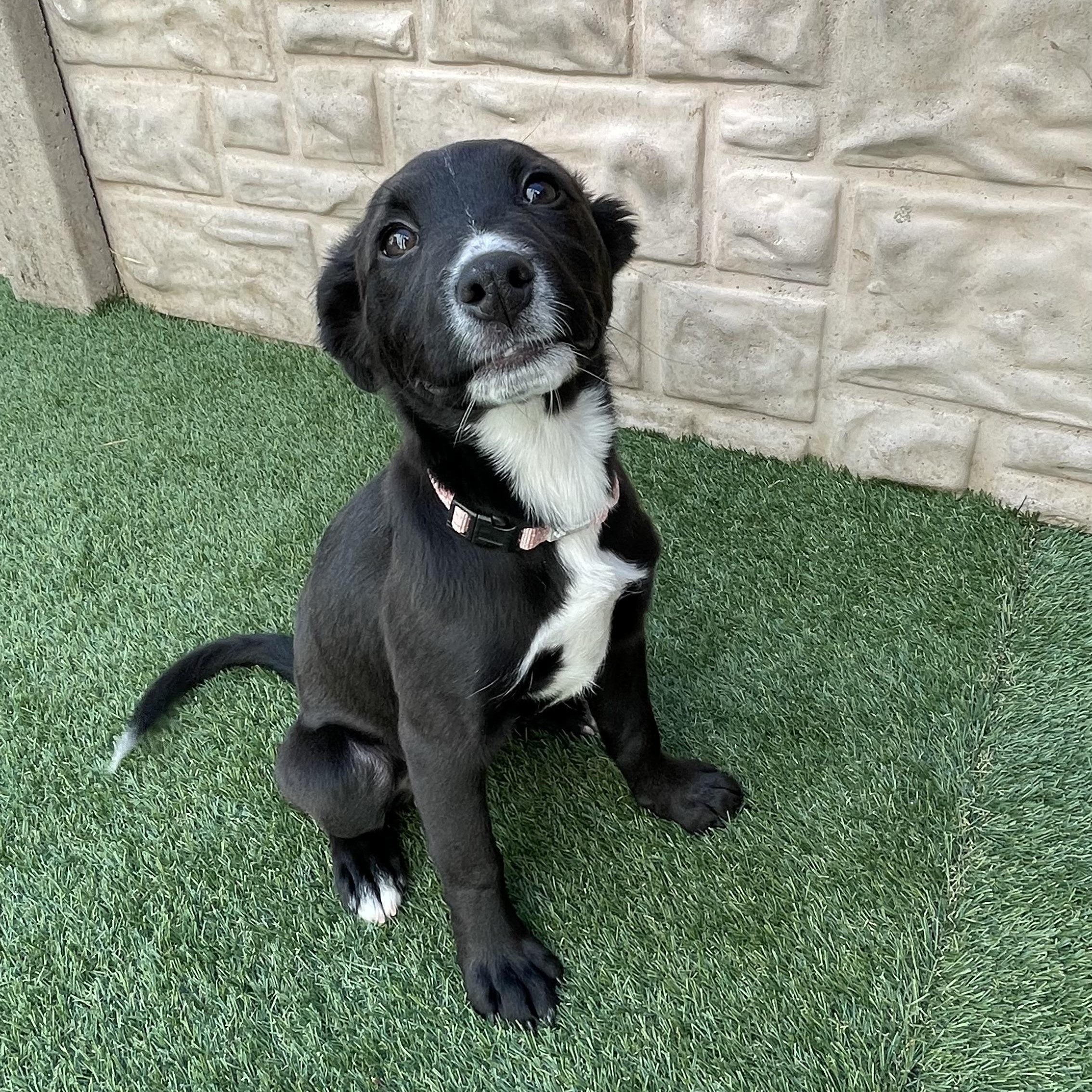 Cello — thumbnail 6