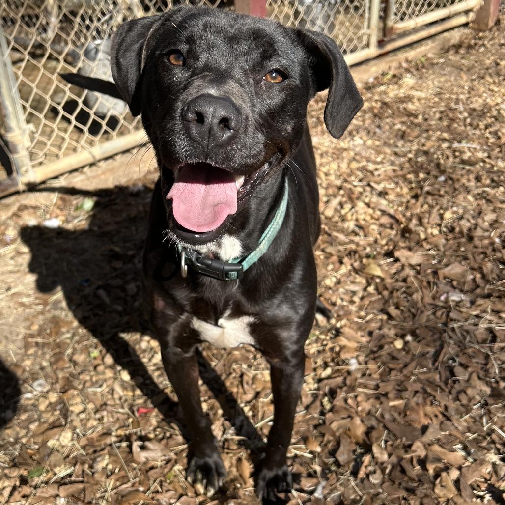 Enlarge Nebula, a Adoptable English Bulldog in Enterprise, AL image 1/3