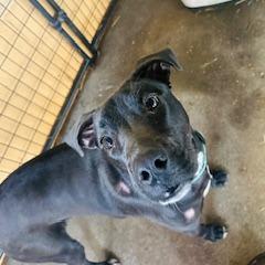 Enlarge Nebula, a Adoptable English Bulldog in Enterprise, AL image 2/3