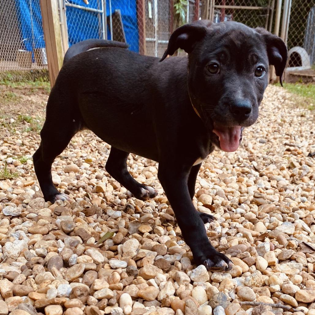 Enlarge Nebula, a Adoptable English Bulldog in Enterprise, AL image 3/3
