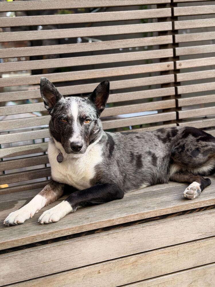 Coral, Adoptable, Young Female Cattle Dog & Australian Shepherd.
