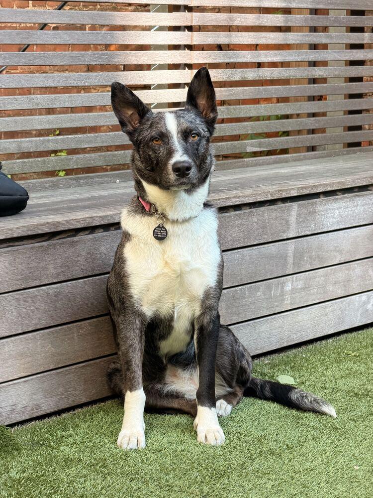 Coral, a Adoptable mixed breed in Manhattan, NY image 2/4