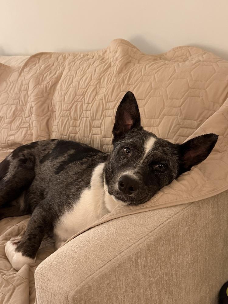 Coral, a Adoptable mixed breed in Manhattan, NY image 3/4