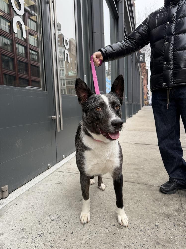 Coral, a Adoptable mixed breed in Manhattan, NY image 4/4