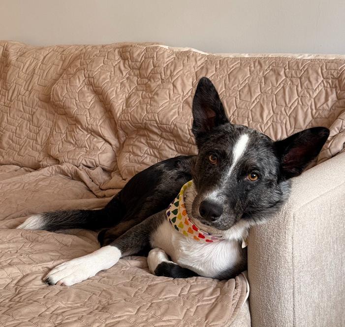 Enlarge Coral, a Adoptable mixed breed in Manhattan, NY image 4/4