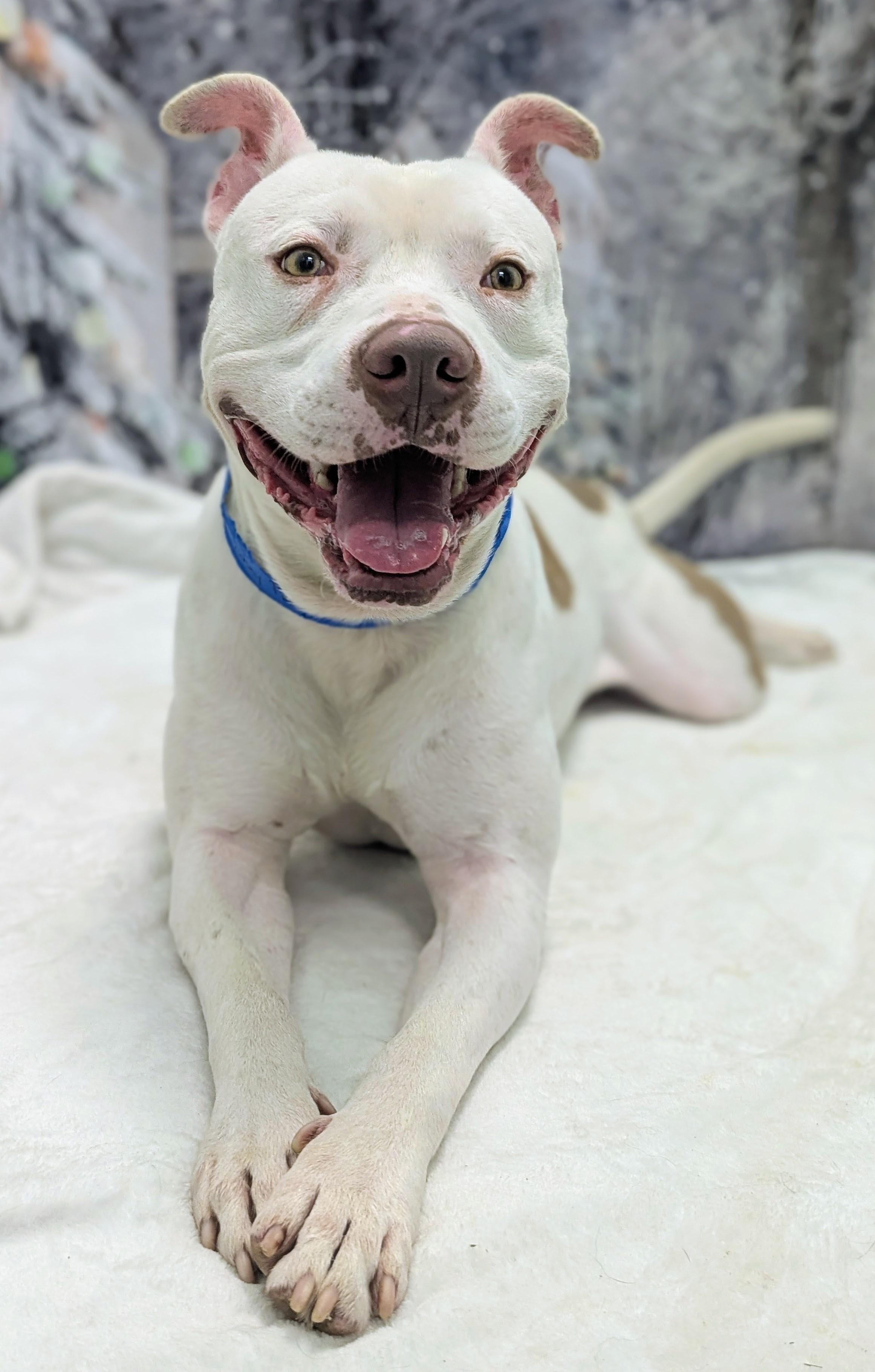 Enlarge BUNNY-I LOVE CARROTS, a Adoptable Pit Bull Terrier in Seattle, WA image 4/6