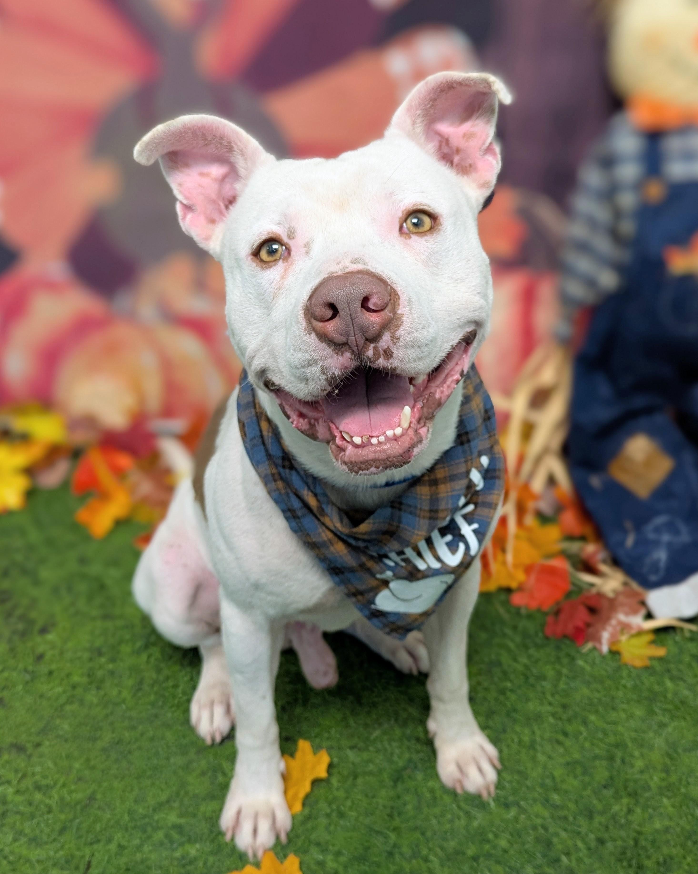BUNNY-I LOVE CARROTS, Adoptable, Young Male Pit Bull Terrier.