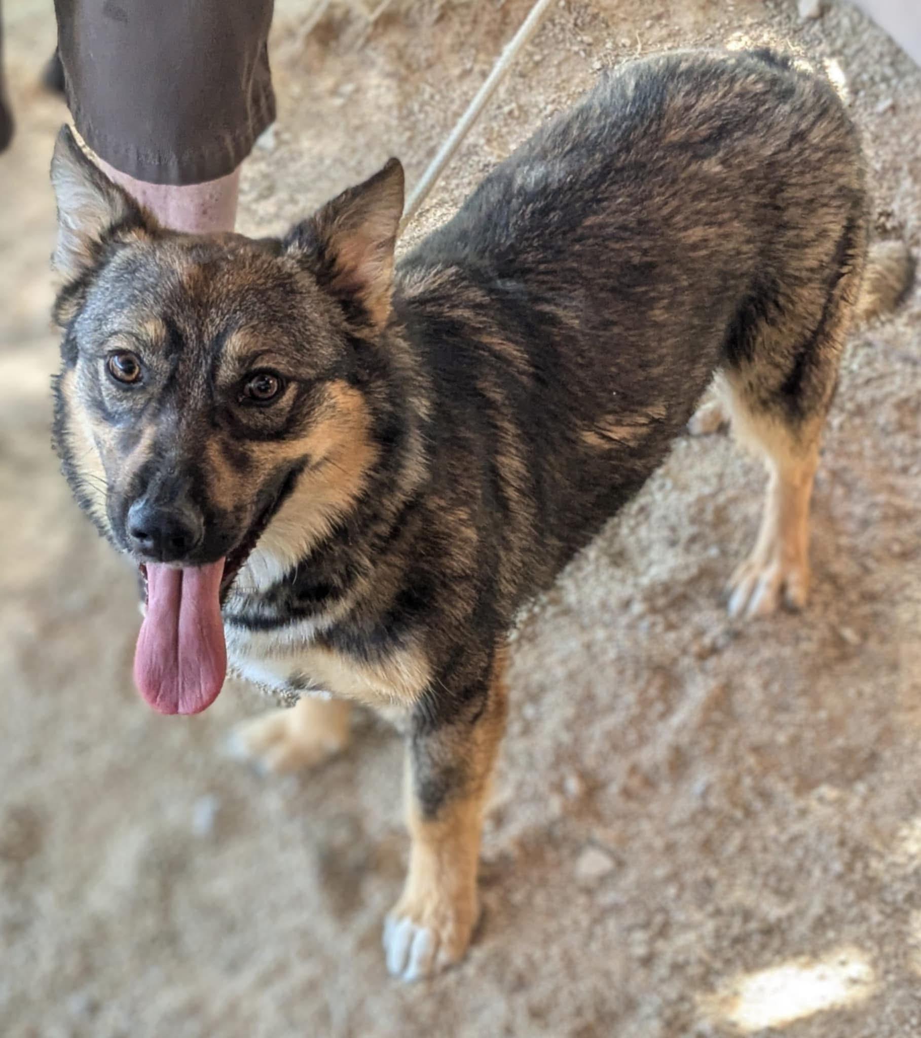 Xena, Young Female Shepherd