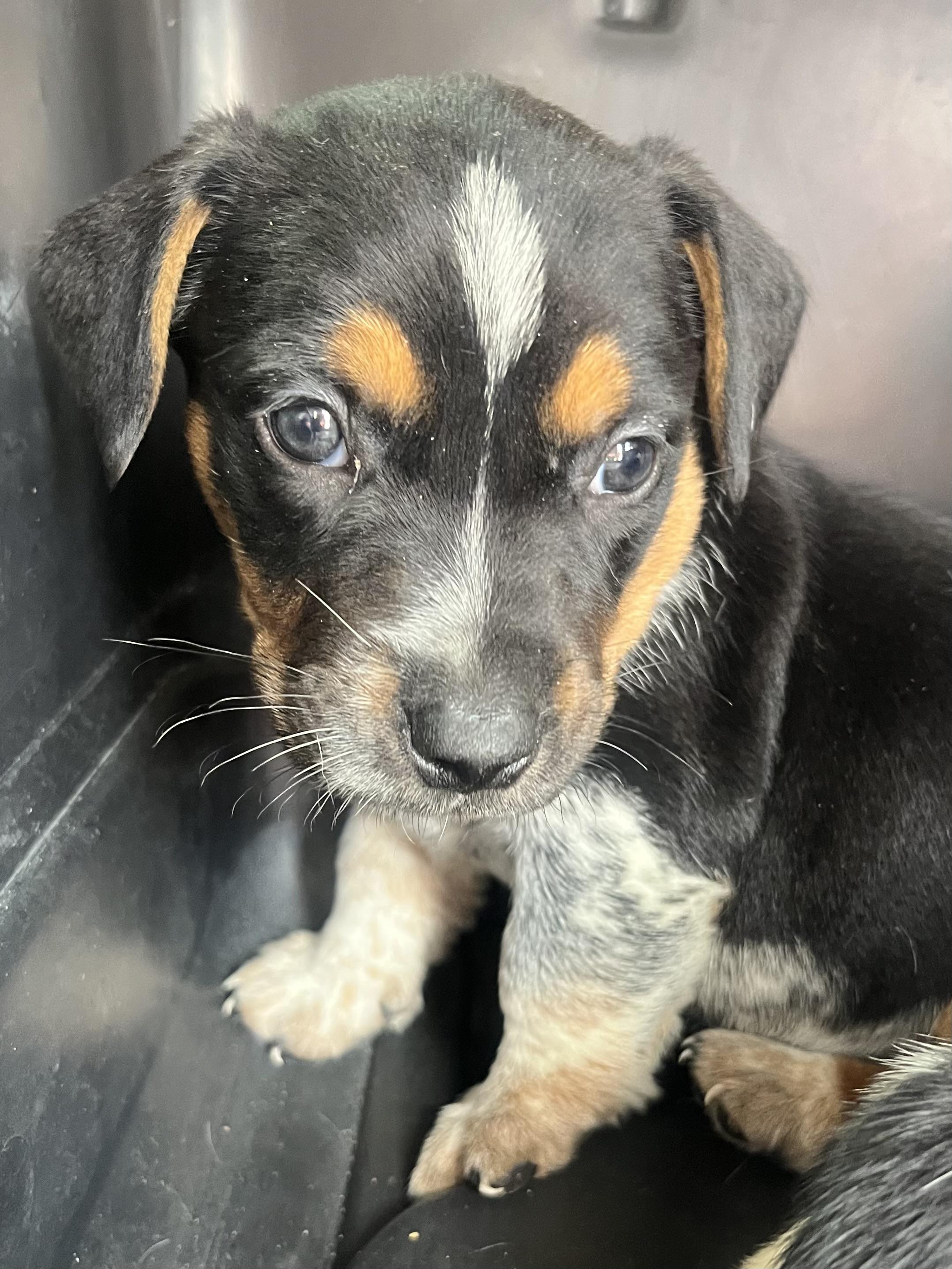 Milo