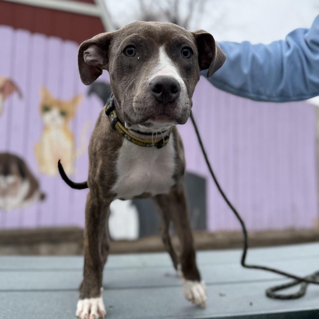 Brooklyn, Adoptable, Young Female Pit Bull Terrier & Mixed Breed.