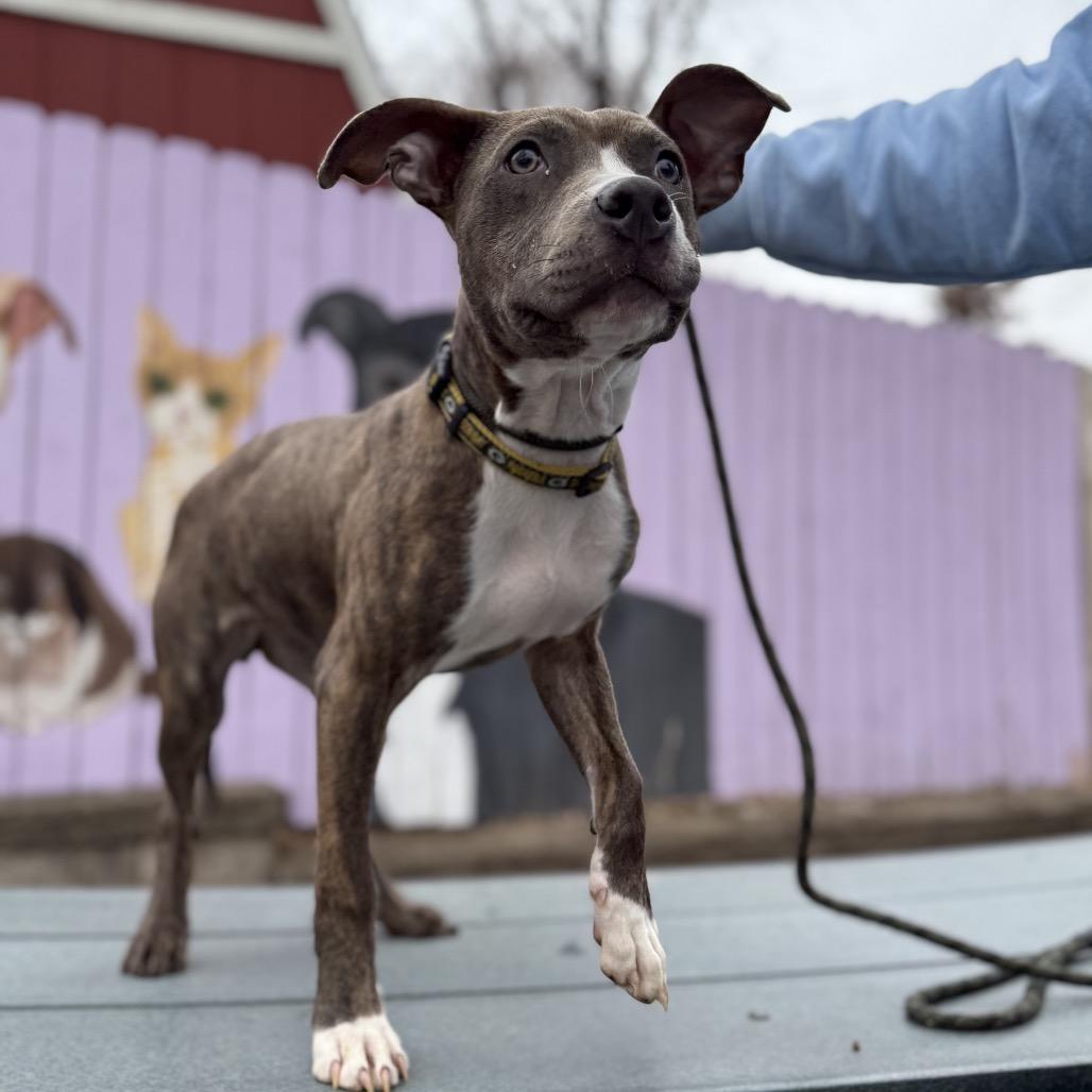 Enlarge Brooklyn, a Adoptable mixed breed in Madison, WI image 2/5