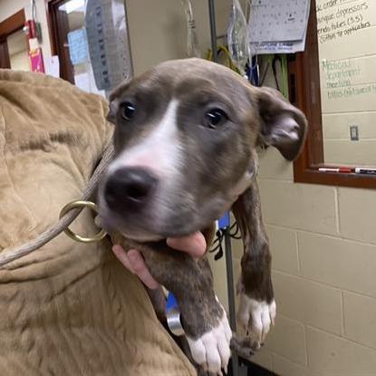 Enlarge Brooklyn, a Adoptable mixed breed in Madison, WI image 3/5