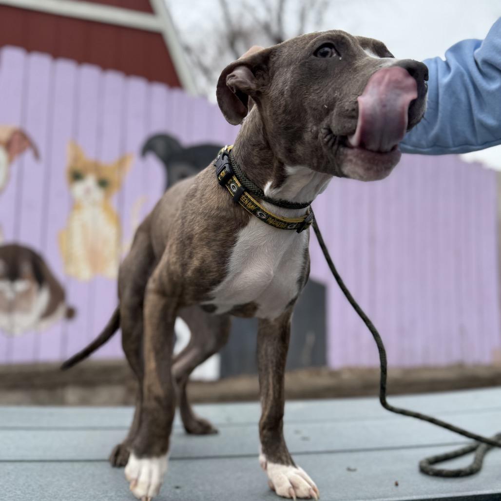 Enlarge Brooklyn, a Adoptable mixed breed in Madison, WI image 4/5