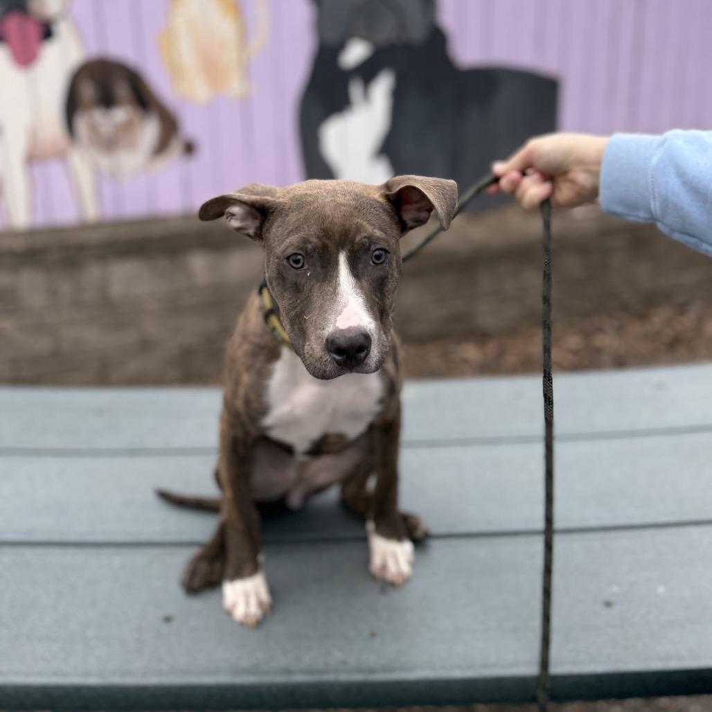 Enlarge Brooklyn, a Adoptable mixed breed in Madison, WI image 5/5