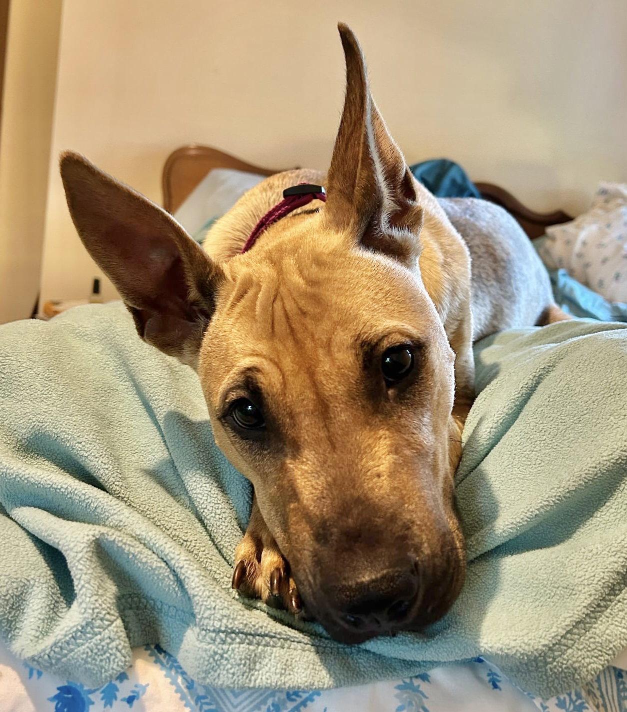 Seneca, Adoptable, Adult Female Cattle Dog & Pit Bull Terrier.