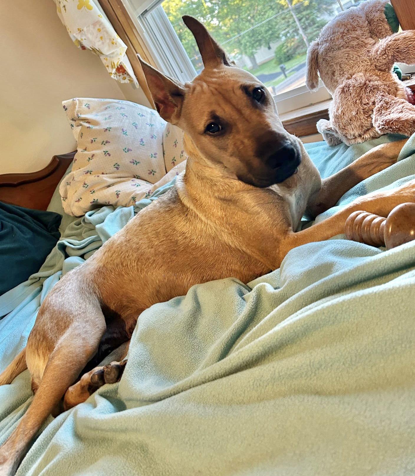 Enlarge Seneca, a Adoptable mixed breed in Springville, NY image 2/3