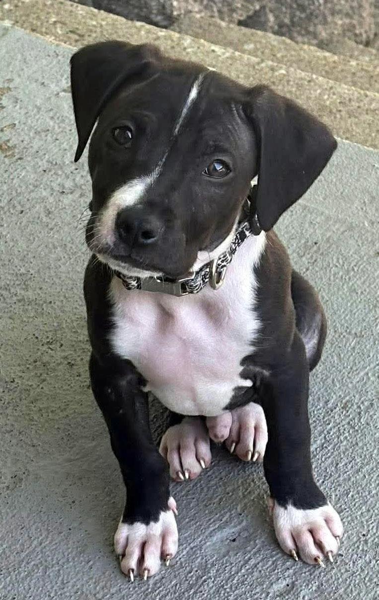 Enlarge Roy (AO36260), an adopted mixed breed in Kansas City, KS image 2/2