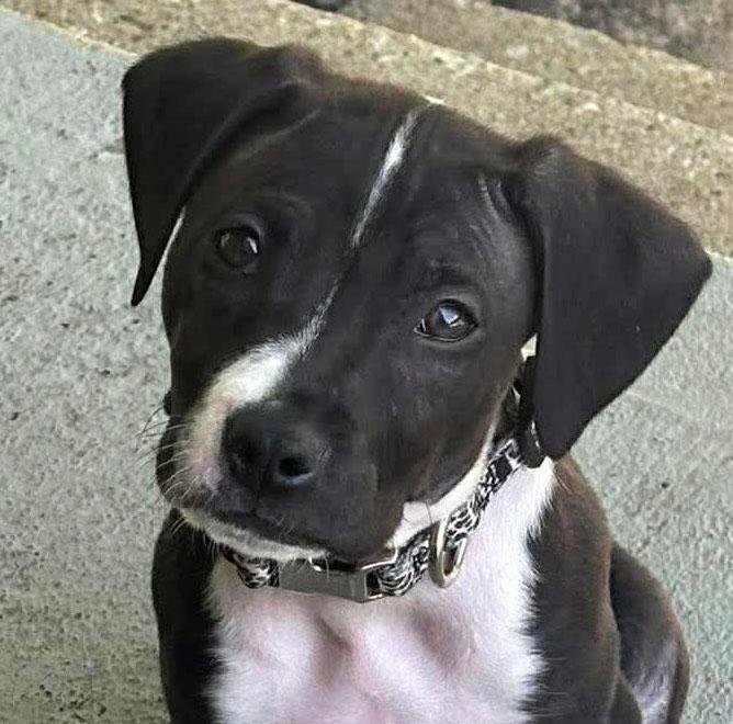 Enlarge Roy (AO36260), an adopted mixed breed in Kansas City, KS image 1/2