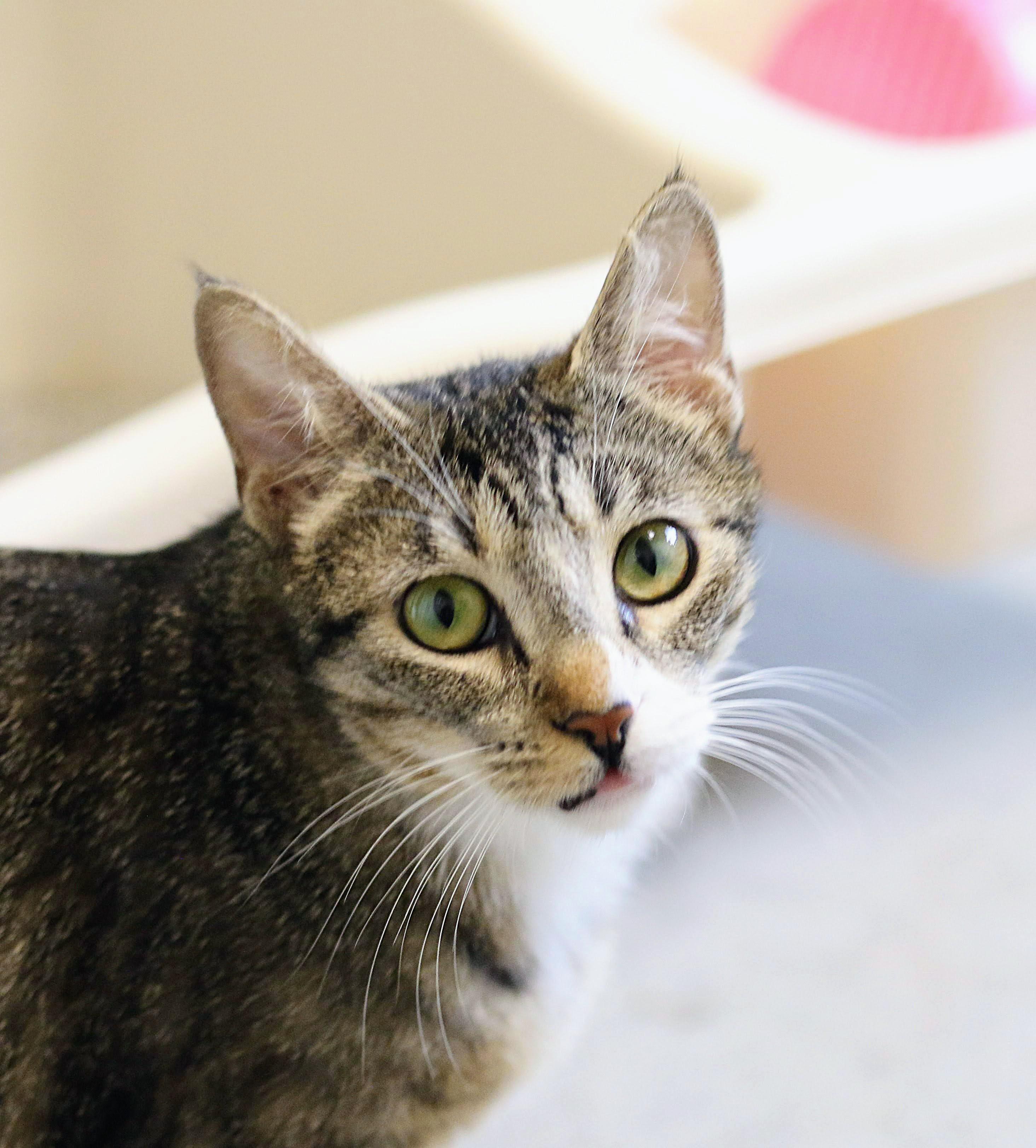 Madison, adopted, Young Female Domestic Short Hair.