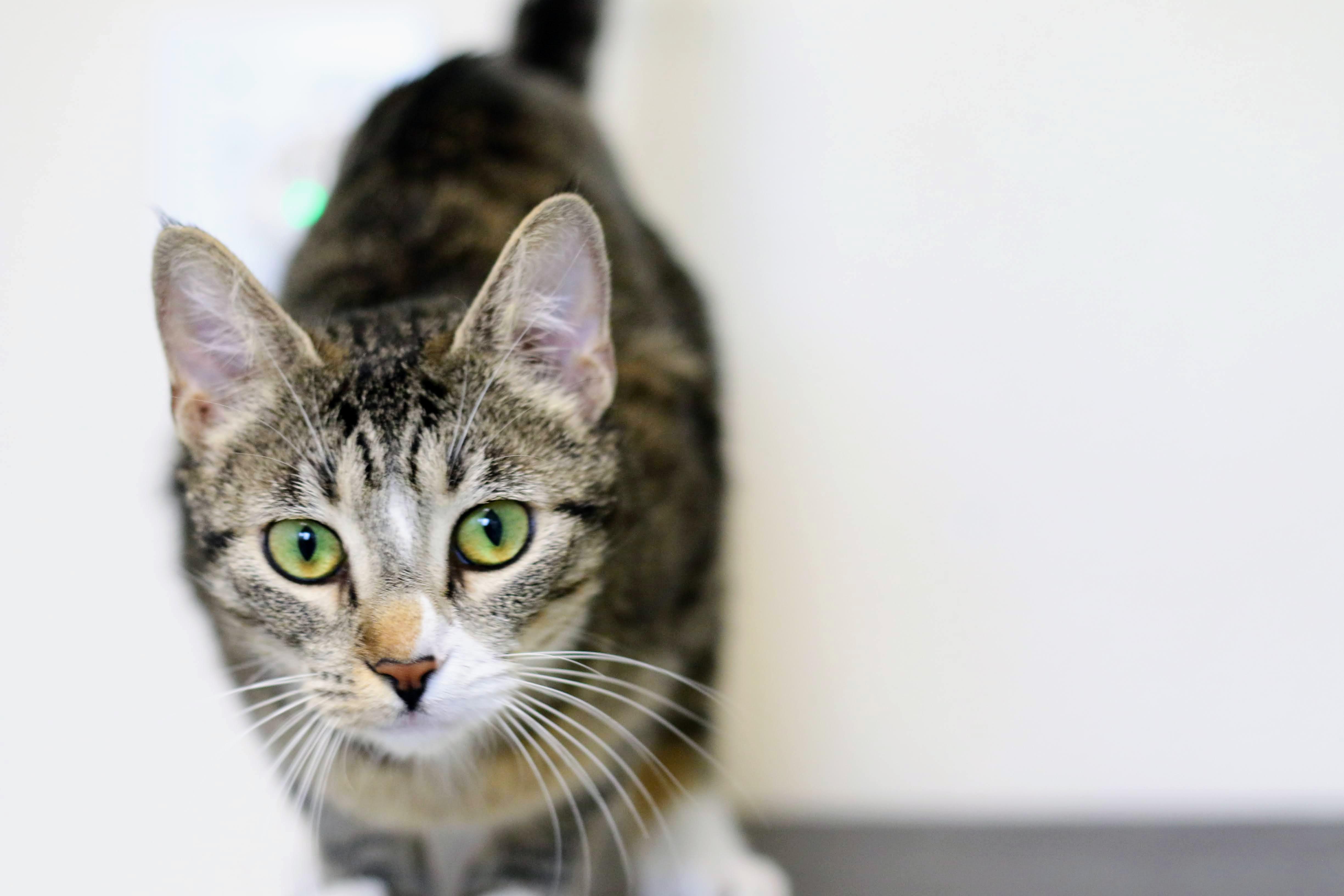 Enlarge Madison, an adopted Domestic Short Hair in Boise, ID image 3/4