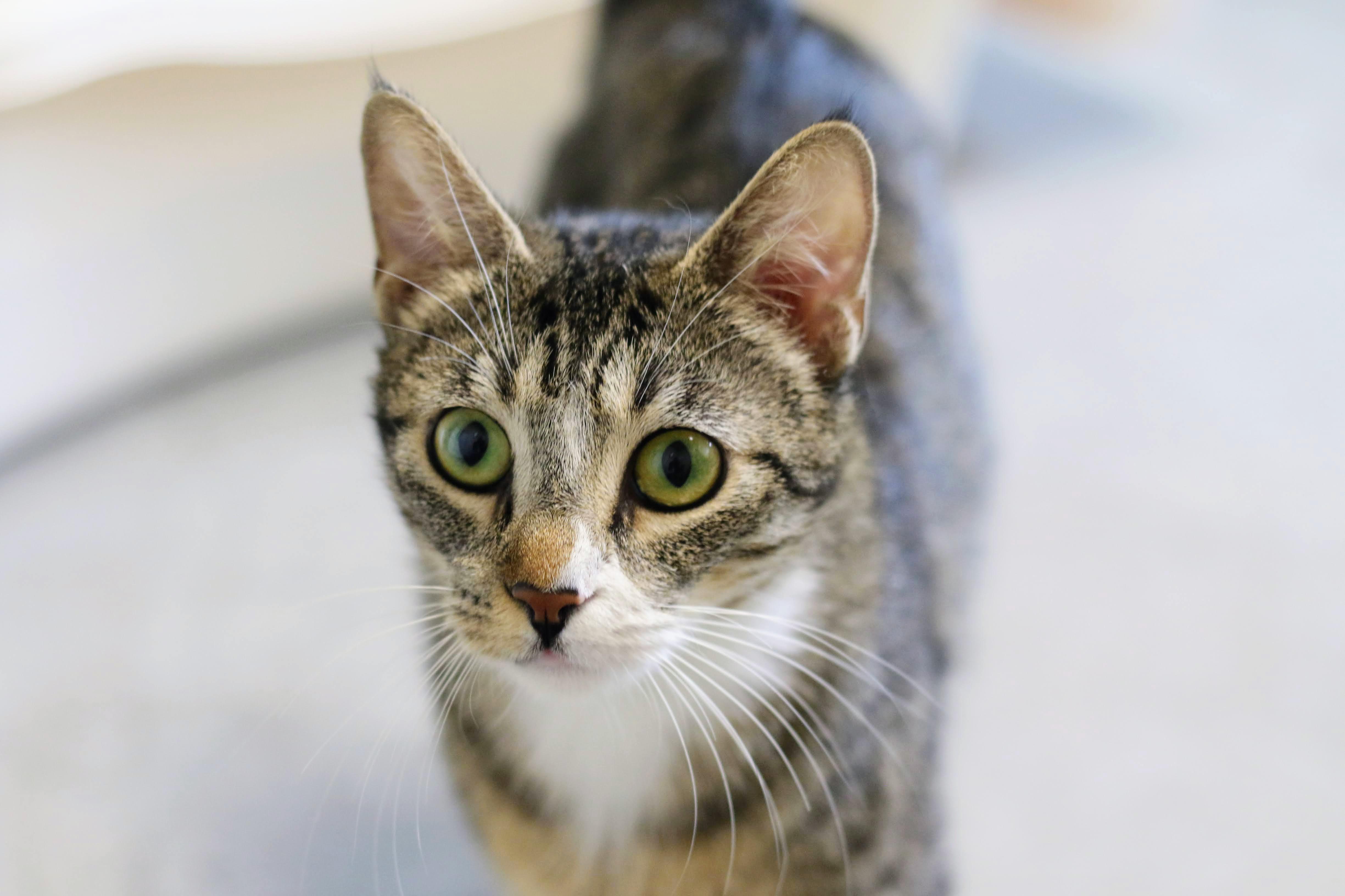 Enlarge Madison, an adopted Domestic Short Hair in Boise, ID image 4/4