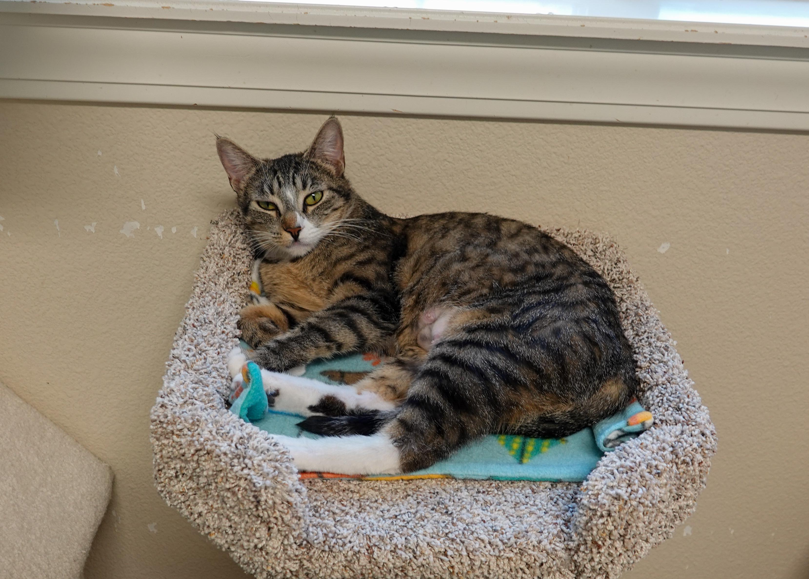 Enlarge Madison, an adopted Domestic Short Hair in Boise, ID image 2/4