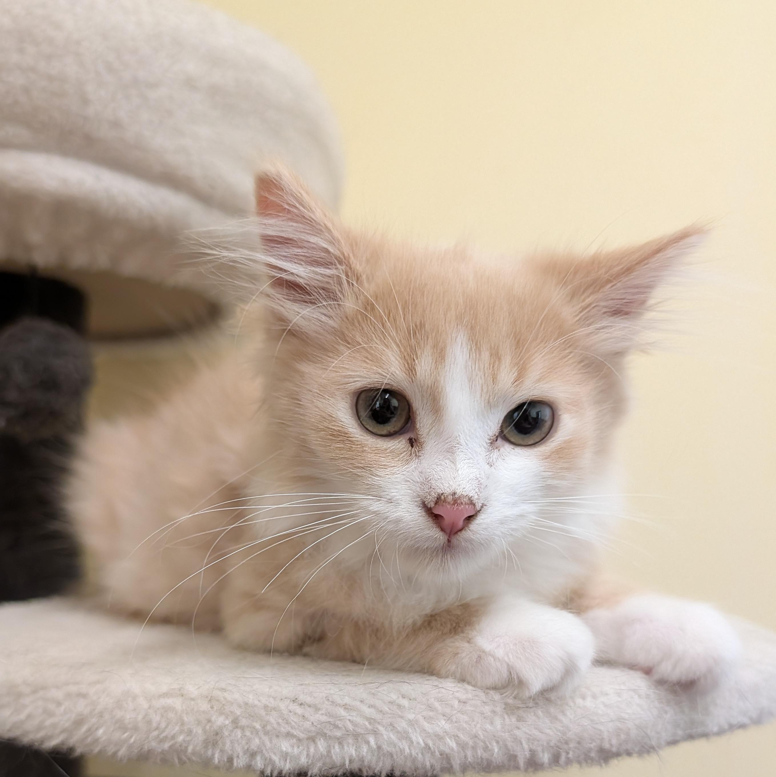 Donny, adopted, Kitten Male Domestic Long Hair.
