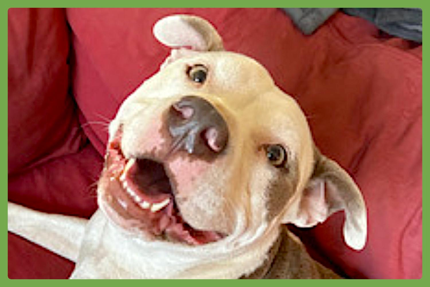 Myrtle, Adoptable, Adult Female Staffordshire Bull Terrier.