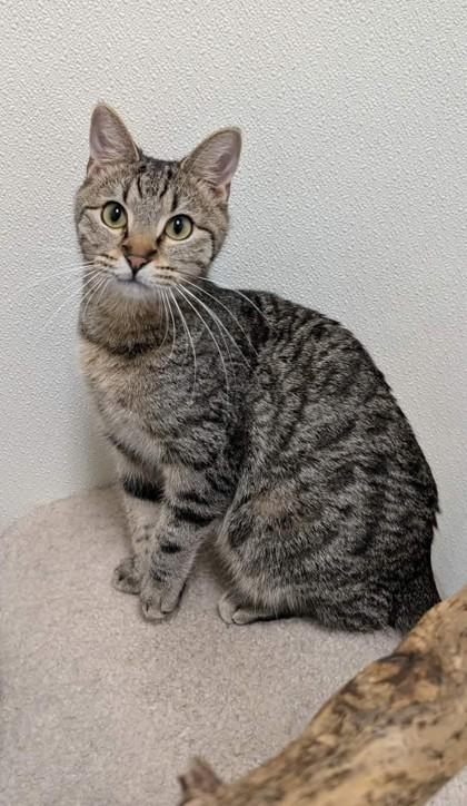 Ajax, Adoptable, Kitten Male Domestic Short Hair & Domestic Short Hair.
