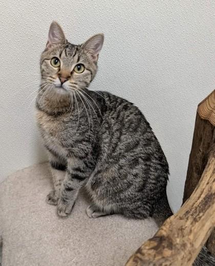 Enlarge Ajax, a Adoptable Domestic Short Hair in La Harpe, KS image 2/3