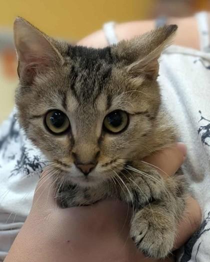 Ajax, a Adoptable Domestic Short Hair in La Harpe, KS image 1/3