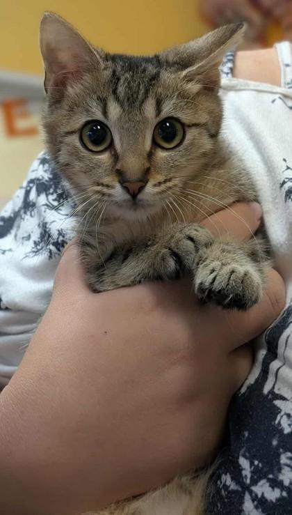 Enlarge Ajax, a Adoptable Domestic Short Hair in La Harpe, KS image 3/3