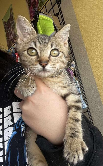 Ajax, Adoptable, Kitten Male Domestic Short Hair & Domestic Short Hair.